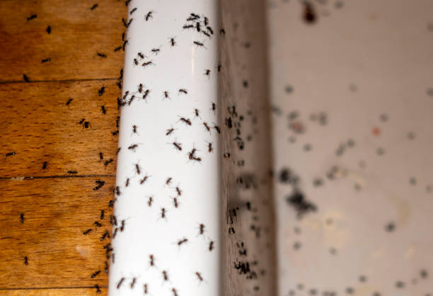 Best Cockroach Control Services  in Calvert, TX