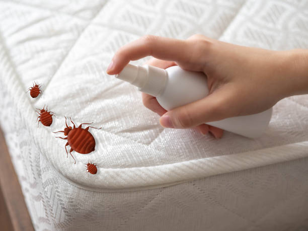 Best Insect Control  in Calvert, TX